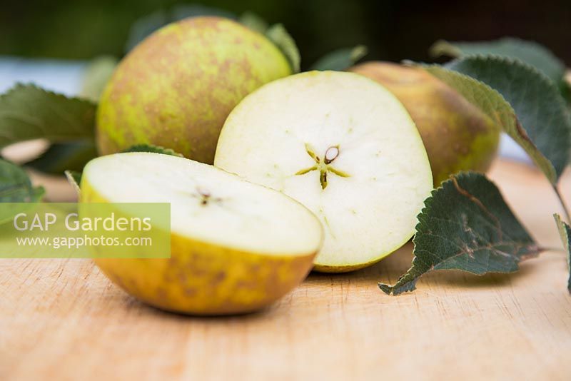 Step by Step Apple 'Egremont Russet' 