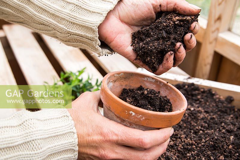 Putting compost into small pot