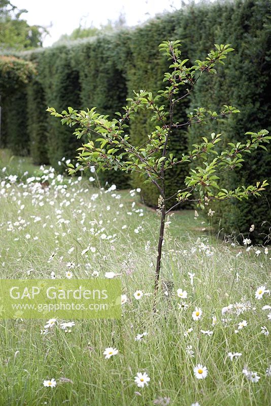 Leucanthemum vulgare - Oxeye Daisy in long grass surrounding tree sapling.  Yew arches in background.