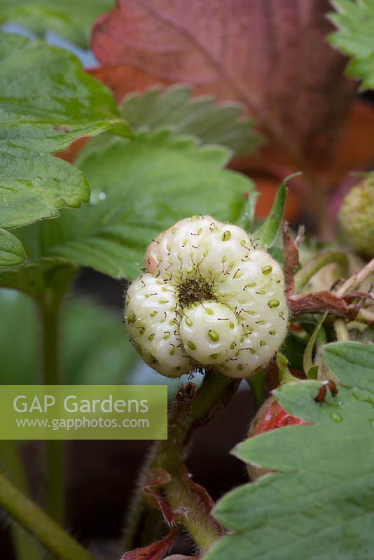 Strawberry plant with white distorted fruit