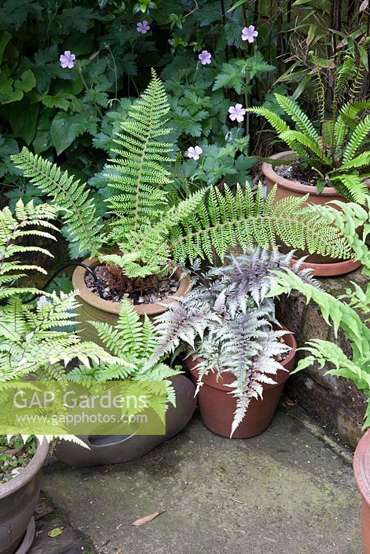 Athyrium niponicum Pictum - painted japanese fern, Blechnum spicant - Hard fern and Dryopteris in pots on stone paving 