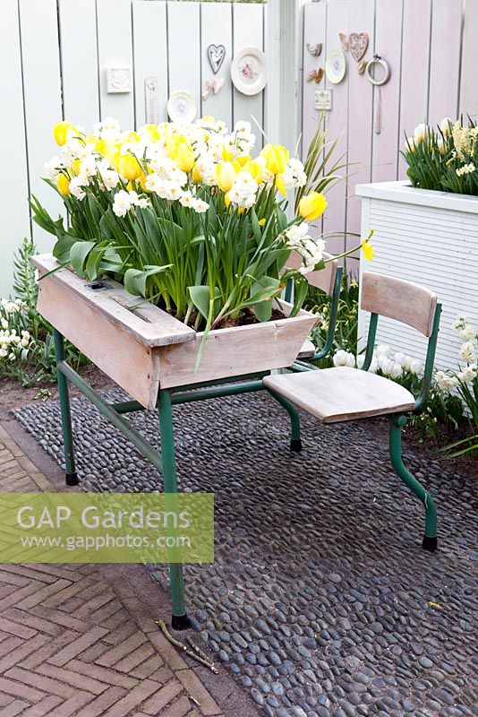 Recycled school desk filled with narcissus and yellow tulips. Brocante plates hanging on wooden pink and blue fence