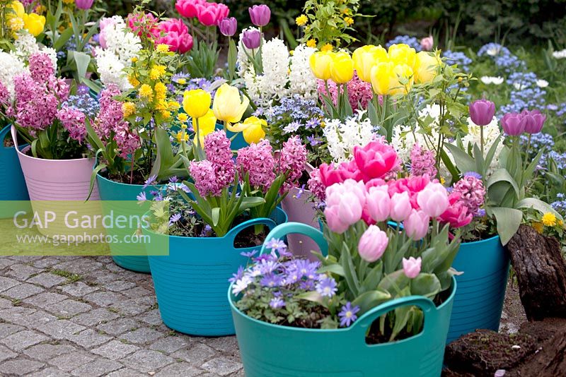 Plastic baskets filled with Hyacinths, Tulipa 'Purple Prince', Narcissus 'Rip van Winkle', Anemone blanda, Narcissus and Myosotis.
