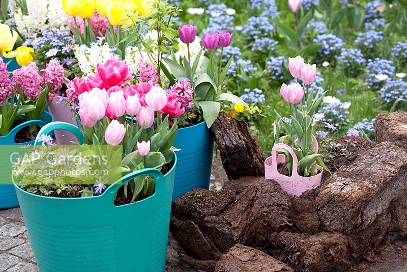 Plastic baskets filled with Hyacinths, Tulipa 'Purple Prince', Narcissus 'Rip van Winkle', Anemone blanda, Narcissus and Myosotis.
