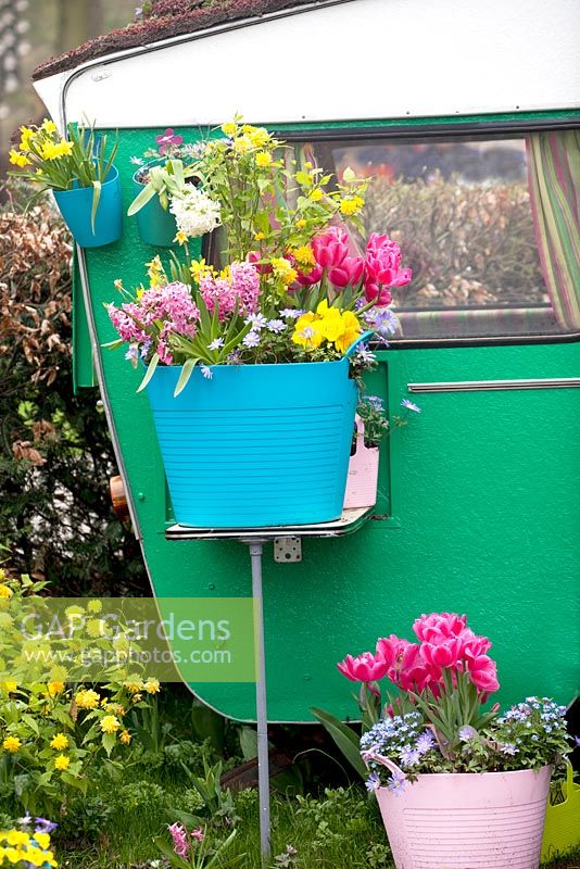 Plastic baskets on table and in front of the green caravan, filled with Hyacinths, Tulipa 'Purple Prince', Narcissus 'Rip van Winkle', Anemaona blanda and Myosotis.