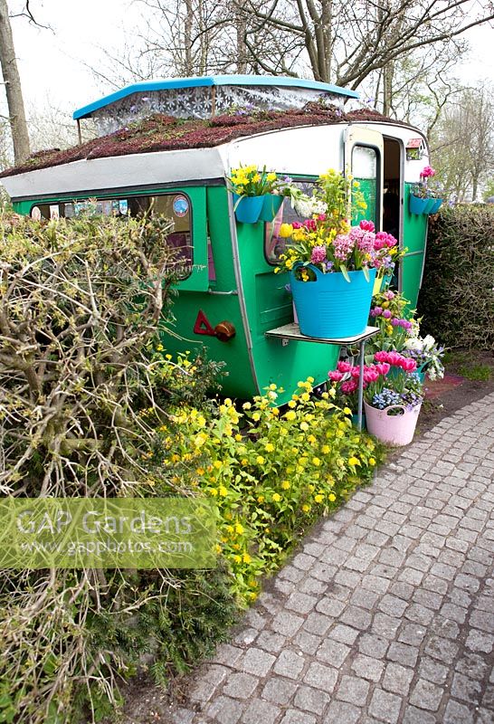 Plastic baskets on table and in front of the green caravan, filled with Hyacinths, Tulipa 'Purple Prince', Narcissus 'Rip van Winkle', Anemaona blanda and Myosotis.
