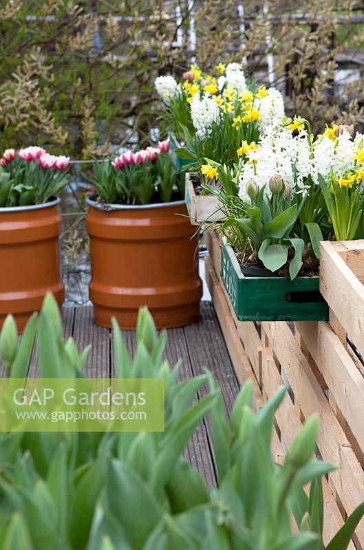 Wooden crates hanging on fence made of pallets filled with narcissus, tulips  and hyacinths. Barrels filled with red/white tulips.