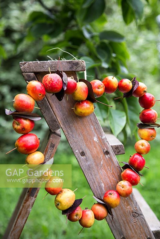 Heart shaped wreath made from crab apples and Cotinus leaves, hanging on a step ladder