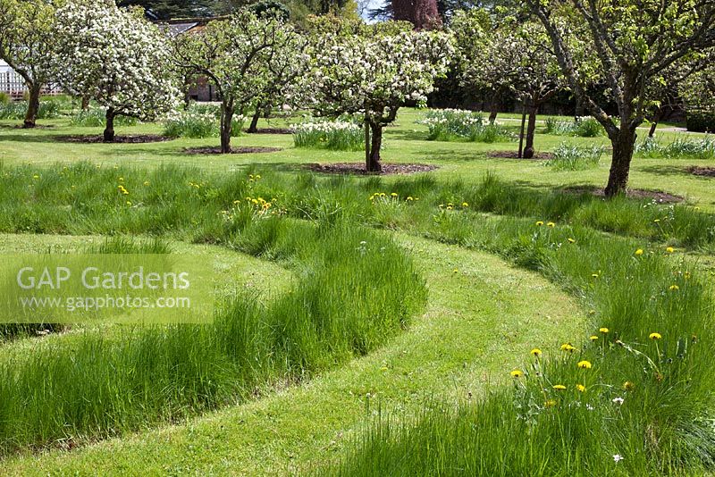 The orchard at Arley Arboretum with grass maze