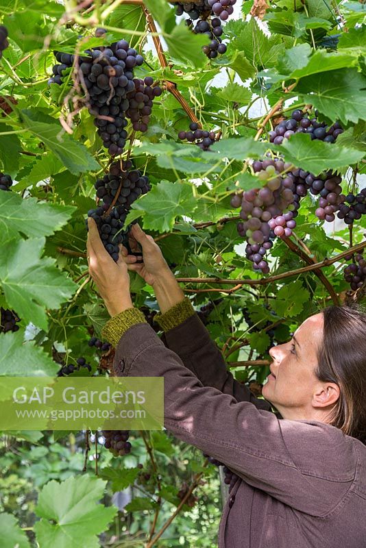 Woman harvesting Vitis vinifera 'Black Hamburg' syn.  Trollinger, Frankenthaler