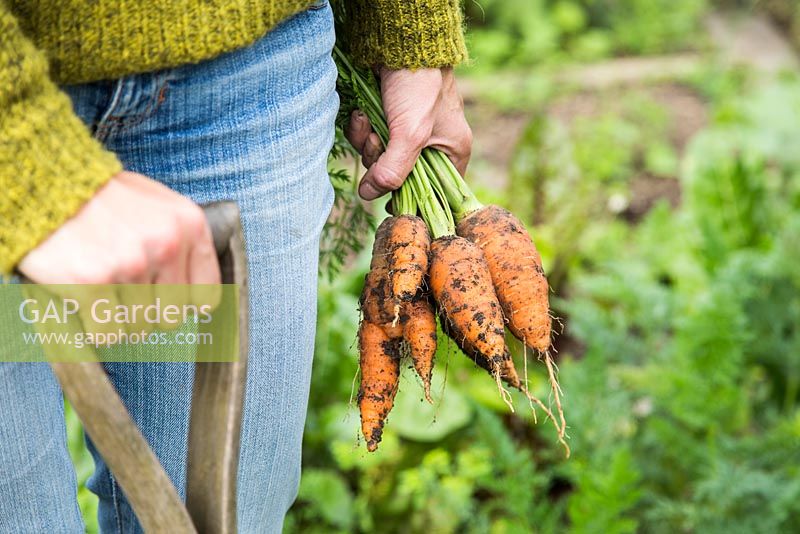 Harvesting Carrot 'Caracas'