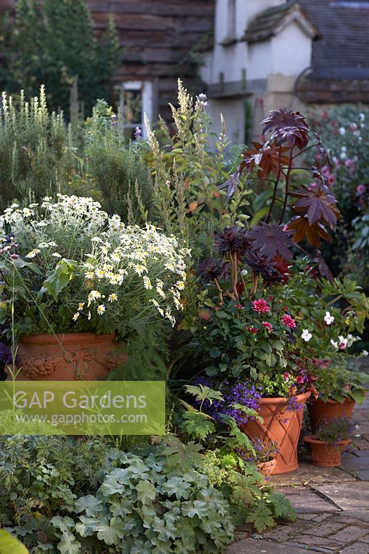 Whichford Pottery.  The Courtyard Garden with geraniums, dahlias, daisies, rosemary, Aeonium arboreum Atropurpureum and Ricinus Communis - Castor Oil Plant catching morning sun.