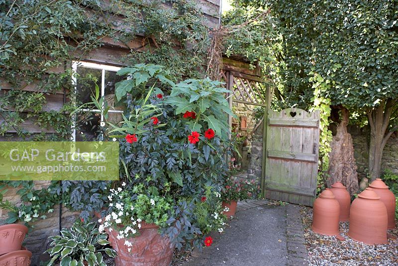 Old wooden gate, dahlias, rhubarb forcing pots and hostas.