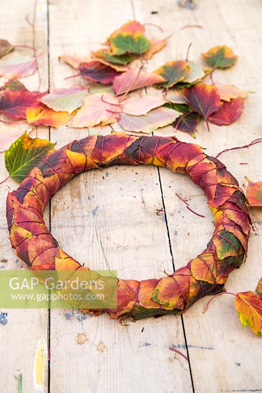 Decorative wreath made using leaves of an Acer Rufinerve