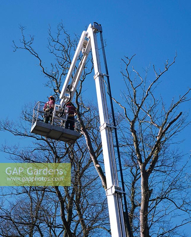 Tree surgeons at work on elevated platform of hydraulic cherry picker
