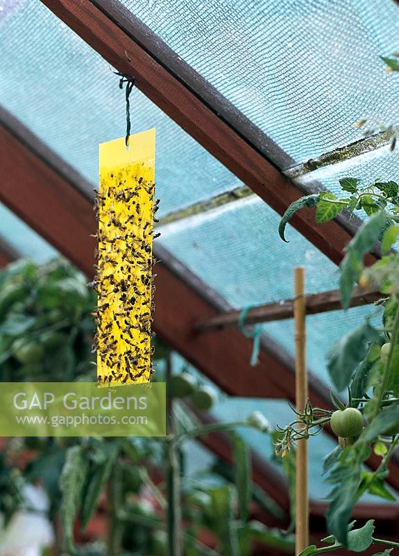 Insect strip hanging in greenhouse