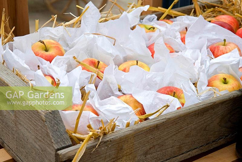 Apples wrapped individually in tissue paper and stored in a wooden tray