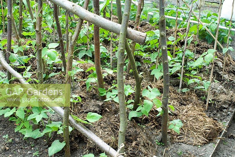 Heavily manured rows of Runner Beans climbing on rustic poles