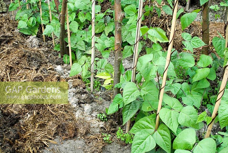 Heavily manured rows of Runner Beans climbing on rustic poles and canes