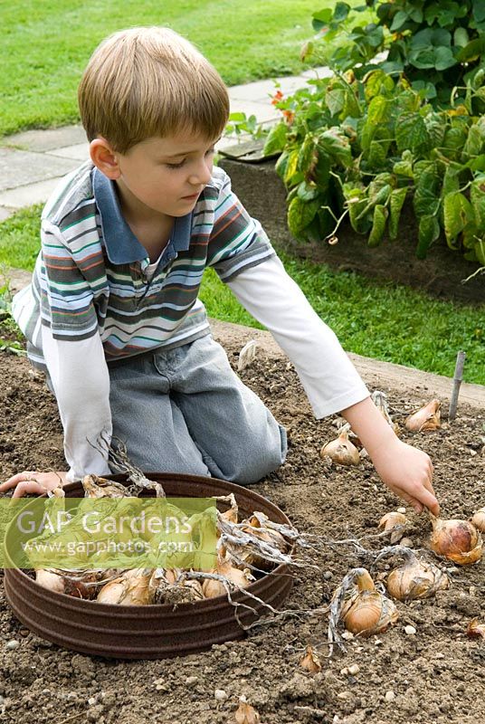 Boy harvesting Onion 'Sturon' 
