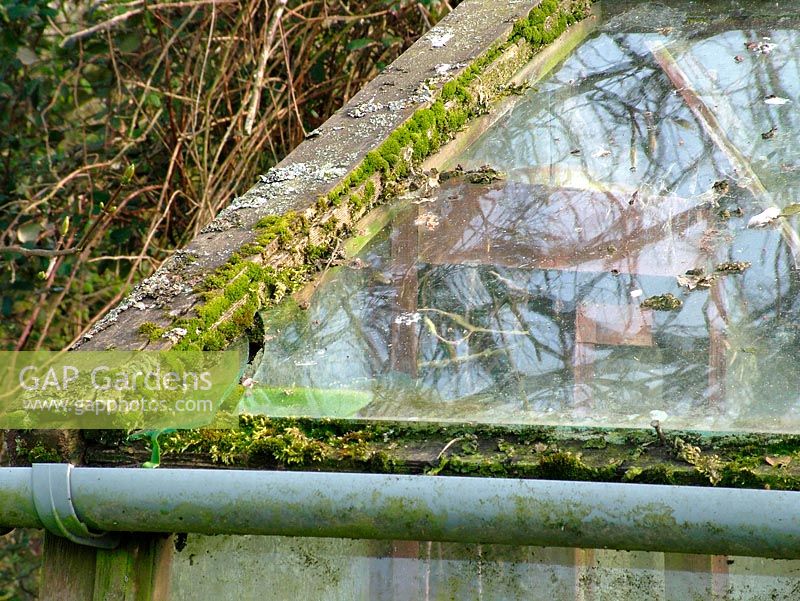 Derelict greenhouse with broken glass and build-up of moss, algae and lichen