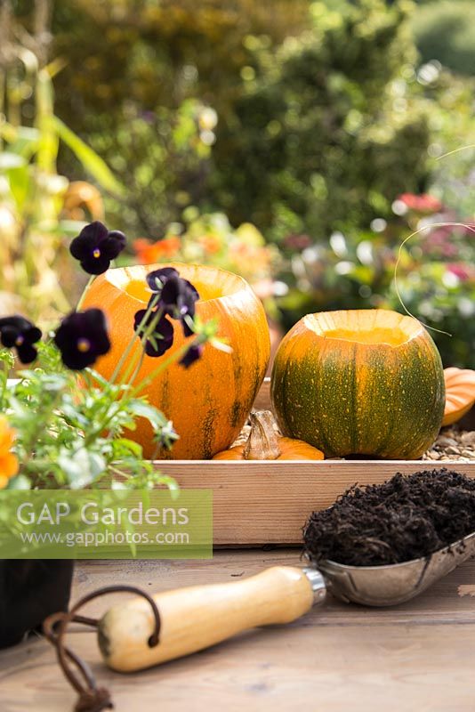 Using Pumpkin 'Jack O'Lantern' as a planting container for Viola and Stipa tenuissima. 
