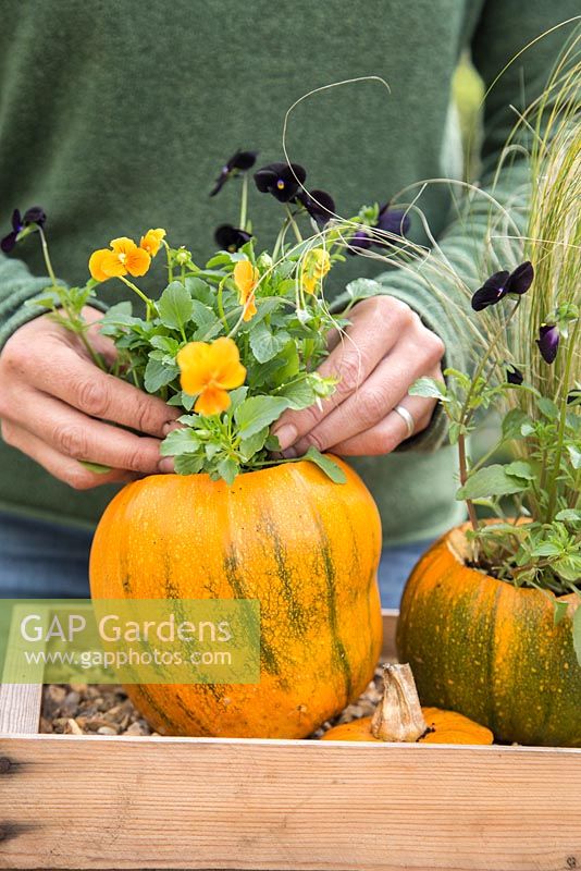 Using Pumpkin 'Jack O'Lantern' as a planting container for Viola and Stipa tenuissima. Adding plants
