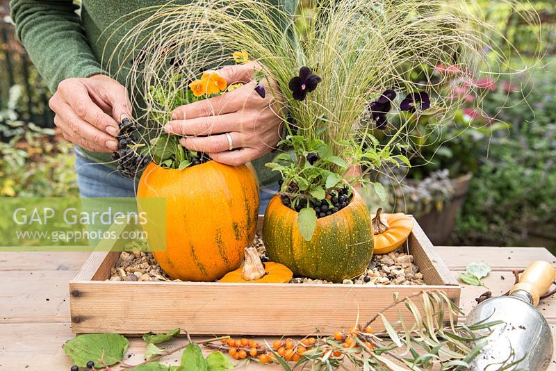 Using Pumpkin 'Jack O'Lantern' as a planting container for Viola and Stipa tenuissima. Adding berries for decoration
