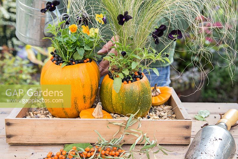Using Pumpkin 'Jack O'Lantern' as a planting container for Viola and Stipa tenuissima. Watering newly planted containers
