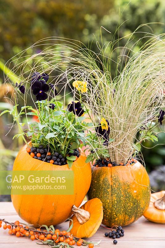 Using Pumpkin 'Jack O'Lantern' as a planting container for Viola and Stipa tenuissima