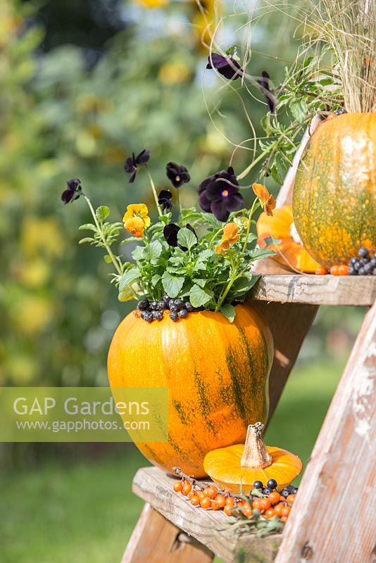 Using Pumpkin 'Jack O'Lantern' as a planting container for Viola and Stipa tenuissima. Newly planted containers 
