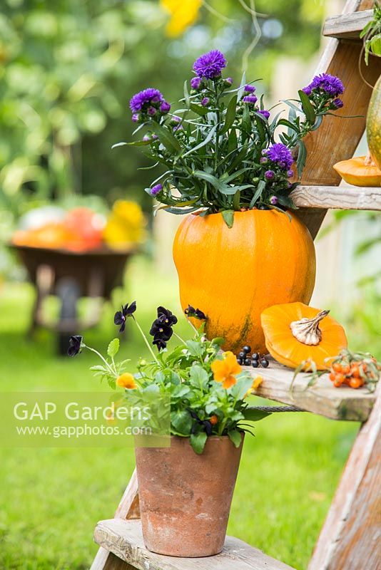 Using Pumpkin 'Jack O'Lantern' as a planting container for Asters, Viola and Stipa tenuissima. Newly planted containers 
