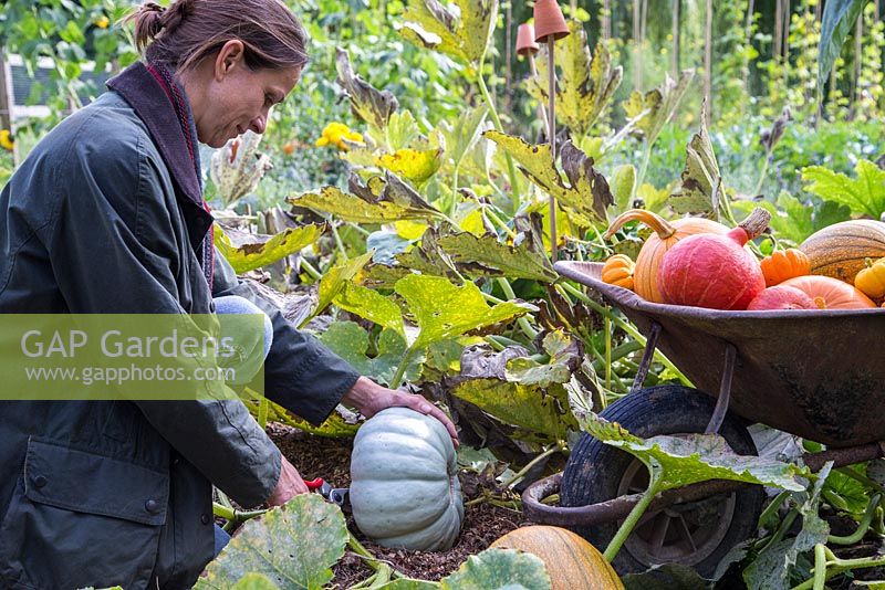 Woman harvesting Pumpkin 'Crown Prince' in pumpkin patch. Pumpkin 'Mammoth', 'Uchiki Kuri' and 'Jack be Little'.