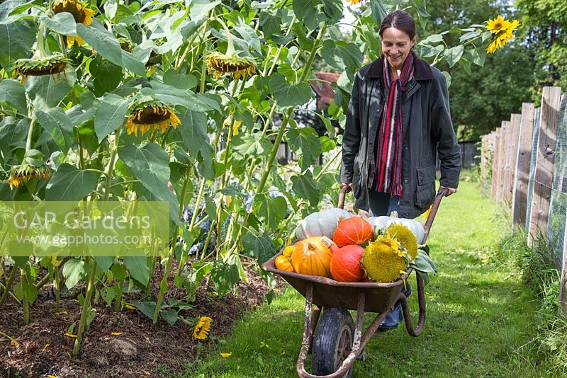 Woman with wheelbarrow full of pumpkins. Pumpkin 'Mammoth', 'Uchiki Kuri', 'Jack be Little' and 'Crown Prince'.