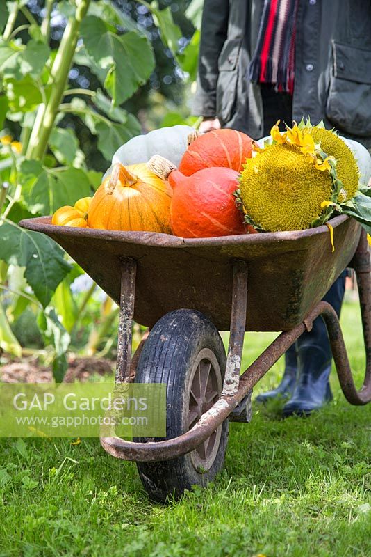 Woman with wheelbarrow full of pumpkins. Pumpkin 'Mammoth', 'Uchiki Kuri', 'Jack be Little' and 'Crown Prince'.