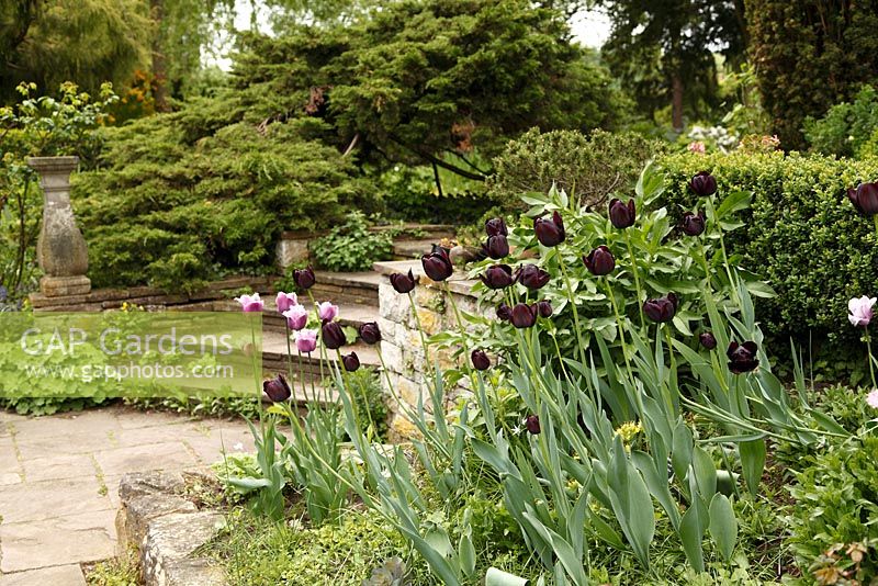 Spring border with Tulipa ‘Queen of Night' and Tulipa ‘Blue Heron'
