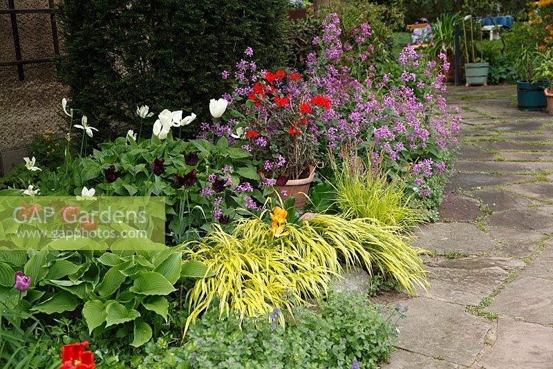 Spring border next to the house with Lunaria annua, Hakonechloa macra ‘Aureola', Pelargonium in pots and tulips