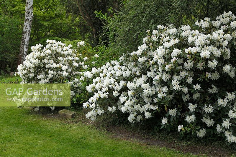 White Rhododendron in Spring border