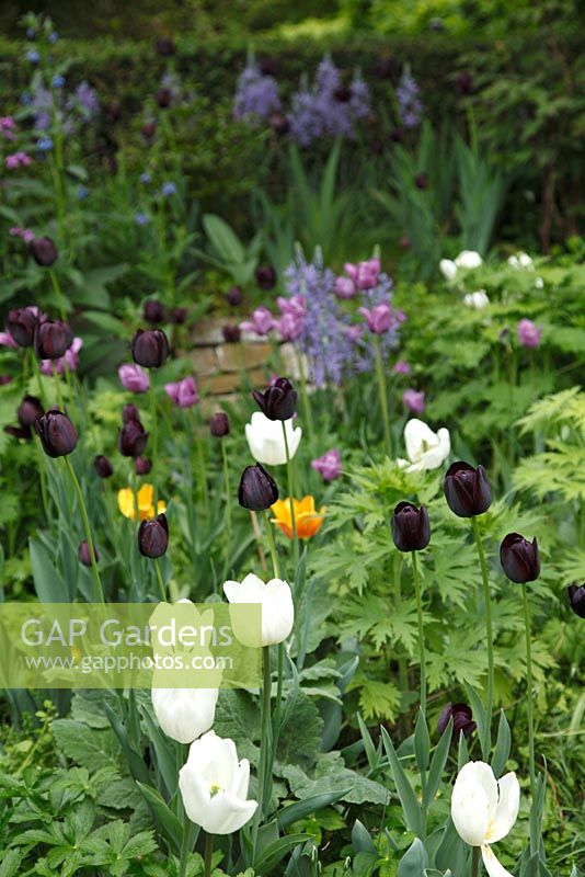 Spring border with Tulipa ‘Queen of Night' and Camassia cusiickii