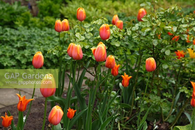 Spring border with Tulipa ‘Dordogne' and Tulipa 'Ballerina'