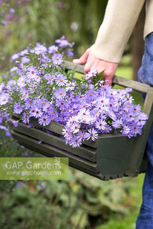 Woman carrying freshly cut Aster 'Little Carlow'