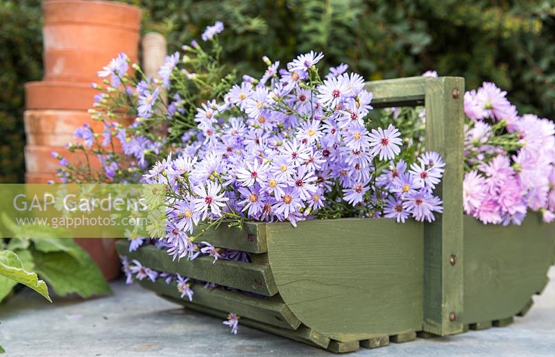 Trug of cut Aster 'Little Carlow'

