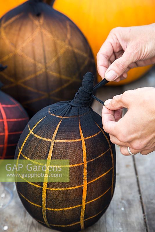 Tying a pair of tights around a pumpkin