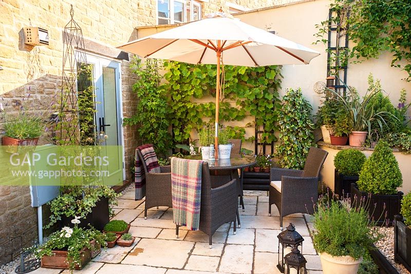Stylish seating area in the back garden surrounded by clipped box, variegated ivies, a vine, violas and potted lavender. 