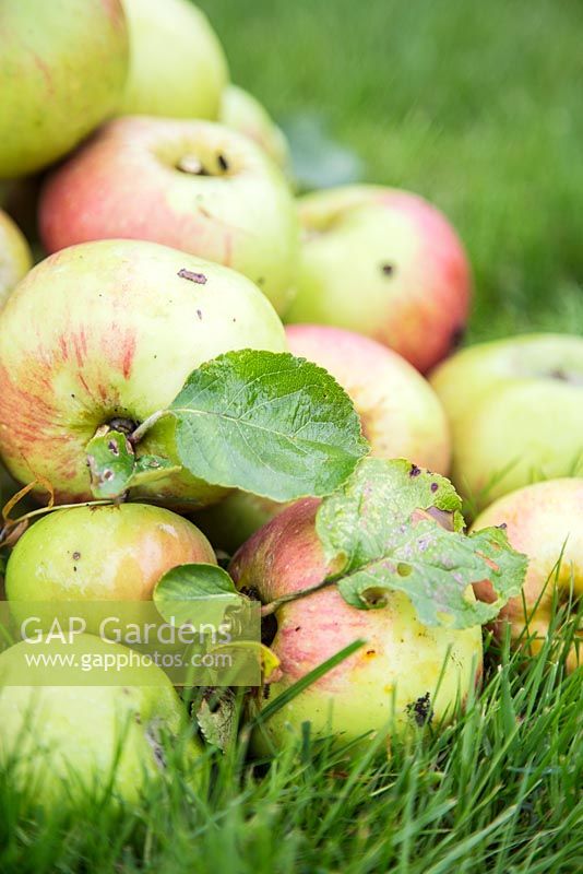 Harvested Apple 'Bramley'. Malus domestica