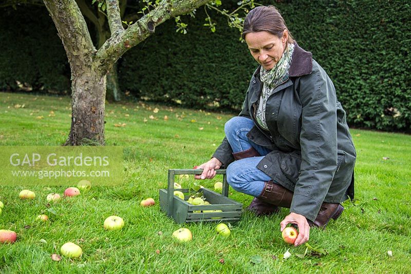 Woman collecting windfall of Apple 'Bramley'. Malus domestica