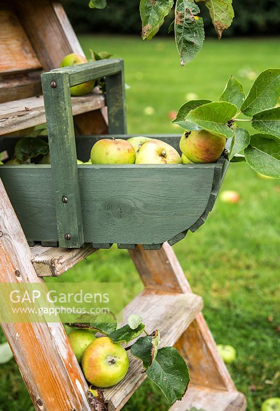Trug of harvested Apple 'Bramley' surrounded by windfall. Malus domestica