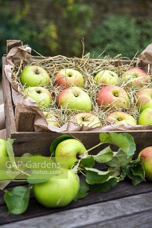 Box of harvested Apple 'Bramley'. Malus domestica