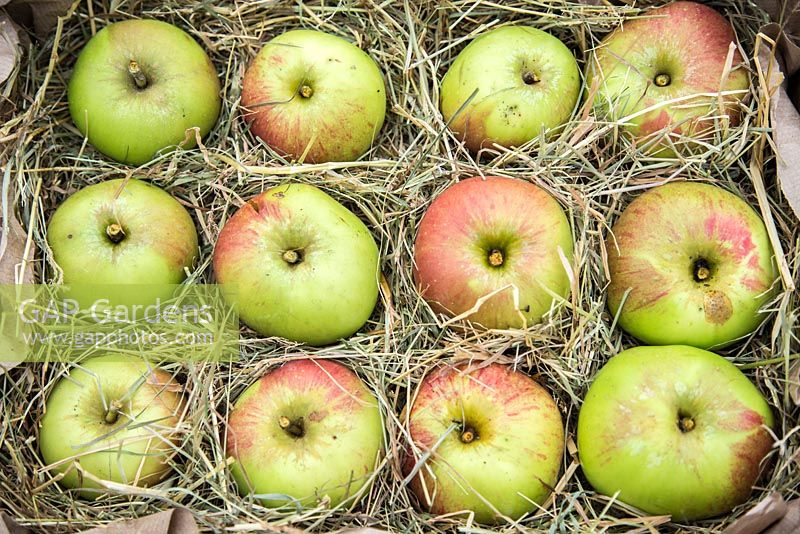 Box of harvested Apple 'Bramley'. Malus domestica