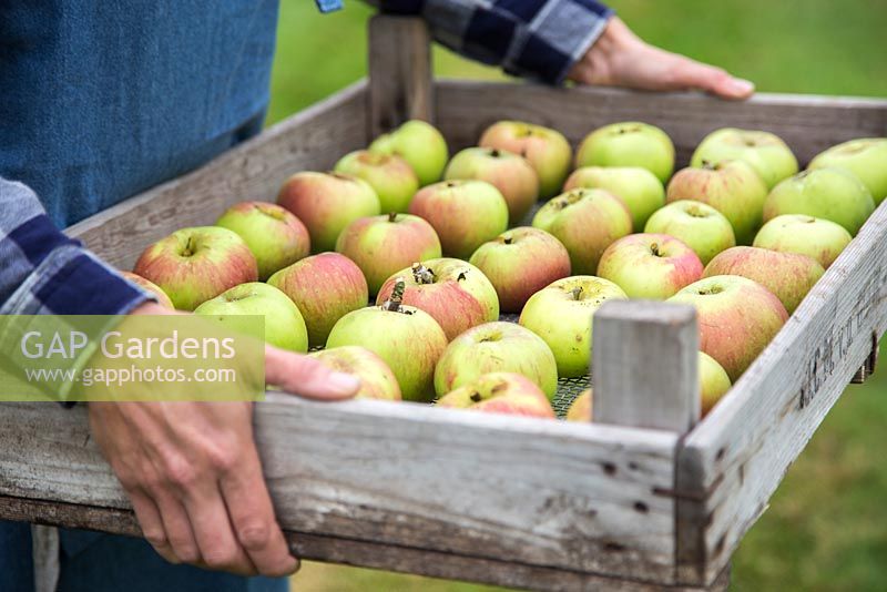 Woman holding tray of harvested Apple 'Bramley'. Malus domestica